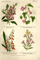 Herbář list 45.