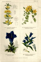 Herbář list 39.