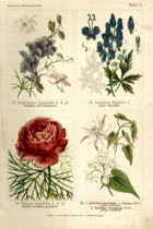 Herbář list 5.