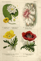 Herbář list 6.