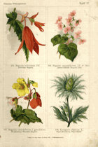 Herbář list 27.