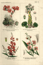 Herbář list 24.