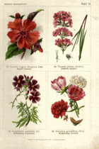 Herbář list 14.