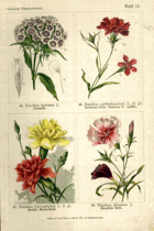 Herbář list 12.