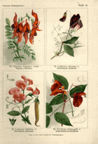 Herbář list 19.