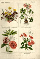 Herbář list 17.