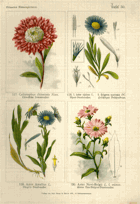 Herbář list 30.