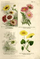 Herbář list 33.