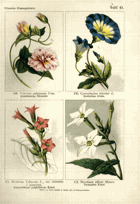 Herbář list 43.