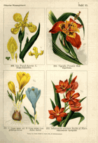 Herbář list 53.