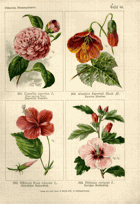 Herbář list 66.