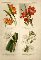 Herbář list 56.