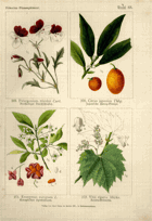 Herbář list 68.