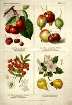 Herbář list 33.