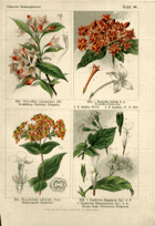 Herbář list 88.
