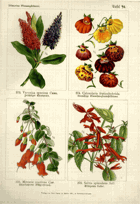 Herbář list 94.