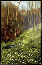 Rozkvetlá stráň v lese (pohled)