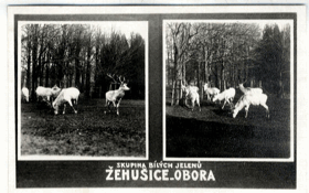 Žehušice - Obora - skupina bílých jelenů (pohled)