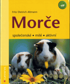 Morče